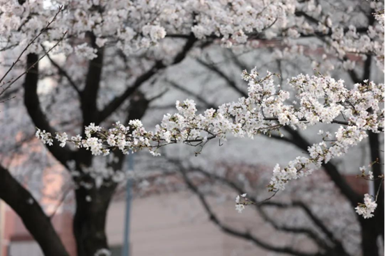 说明: //rcb.wangzhancr.com/__local/0/0E/1A/F90418D62B9F0009BCED62872C7_74EA8EE1_1382B8.png